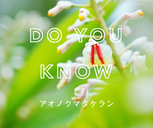 東京農工大学 共同研究 植物美容成分「アオノクマタケラン」