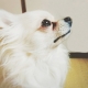 イベント「【涙やけにビオワンファイン】5つの有効成分を贅沢凝縮★動物看護士開発の愛犬サプリ」の画像