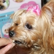 イベント「【現品プレゼント】動物看護士が開発した愛犬サプリ☆5つの有効成分を贅沢凝縮！」の画像