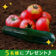 イベント「無農薬・新鮮な夏野菜【トマト&ズッキーニセット】」の画像