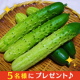 湘南きゅうり園　神奈川の伝統野菜【相模半白節成】/モニター・サンプル企画