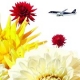 イベント「【好評第二弾！】スターフライヤー公式サイトにお気に入りの花を咲かせませんか？」の画像
