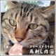 イベント「猫ちゃん用おやつ　おいしさぎゅっと、フリーズドライ！　熊本阿蘇育ち 馬刺し肉」の画像