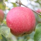 イベント「和合平のリンゴ　モニター5名募集！」の画像