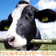 免疫ミルク【ウェルネスエィビーミルク】のレシピ大募集！！第３弾/モニター・サンプル企画