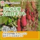イベント「【日比谷花壇】箱いも！自分で作るお芋畑。モニター募集」の画像