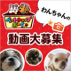イベント「【新商品モニター】愛犬用かつお厚削りジャーキーをお試し！わんちゃんが食べている動画を投稿ください！」の画像