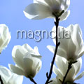 白花さんのプロフィール画像