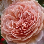 Rosesさんのプロフィール画像