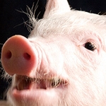 豚バラさんのプロフィール画像