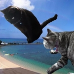 猫ランさんのプロフィール画像