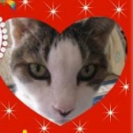 猫の妖精さんのプロフィール画像