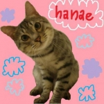 hanaeさんのプロフィール画像