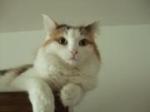 三毛猫さんのプロフィール画像