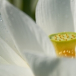 白い蓮の花さんのプロフィール画像