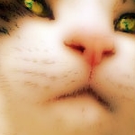 猫舌さんのプロフィール画像