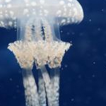jellyfish_sssさんのプロフィール画像