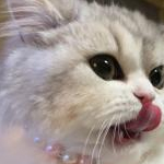 ぷぷ