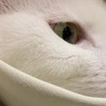 ももねこ