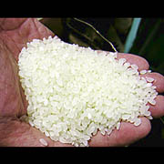 「厳選・米農家“米まつり”（九州ムラコレ市場）」の商品画像の1枚目