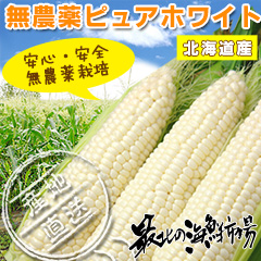 「北海道産無農薬ピュアホワイト（10本入）（ノース物産株式会社）」の商品画像
