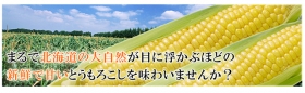 「北海道産サニーショコラ（枝付き）8本入れ（ノース物産株式会社）」の商品画像の4枚目