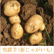 「男爵芋　5kg(朝六市)愛知県自然農法・新じゃがいも（ふるさと21株式会社）」の商品画像の1枚目