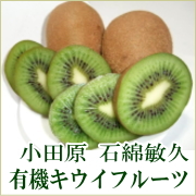有機JASキウイフルーツ　3kg(石綿 敏久)神奈川県小田原の無農薬キウイの商品画像