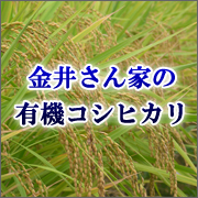 【硬めでもっちりあまーいお米】群馬・金井さんちの有機米こしひかりの商品画像