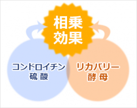 「コンドロイチンA ＋リカバリー酵母　240粒（日本予防医薬株式会社）」の商品画像の2枚目