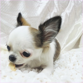 「【ボンボンコピーヌ】犬猫の無添加おやつ / コラーゲンクッキー 80g（絹株式会社）」の商品画像の3枚目